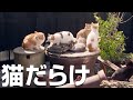 猫大集合!全シーン必ずどこかにほっこり猫がいる/映画『ねことじいちゃん』特別映像