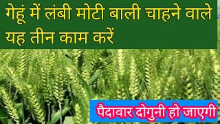 गेहूं में लंबी मोटी वाली निकालने के लिए यह तीन काम कीजिए/ गेहूं की खेती / wheat farming