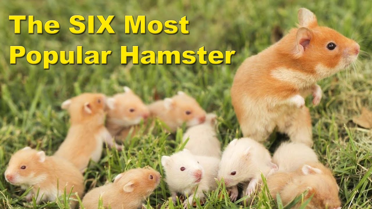stuff about hamsters