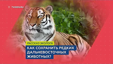 Сергей Арамилев. Как сохранить редких дальневосточных животных