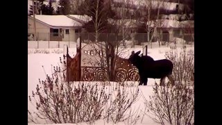 Moose visits our college