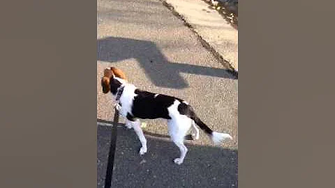Cat/Dog walk