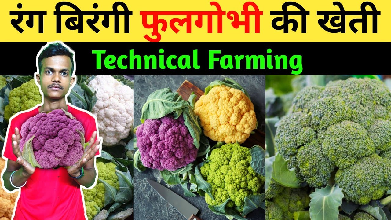 रंग बिरंगी फुलगोभी की खेती Colorful cauliflower cultivation