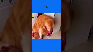 ¡El Amor De Una Madre Perra Lo Cambia Todo 🐕