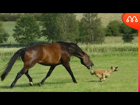 Vídeo: Os cavalos podem comer rábano?