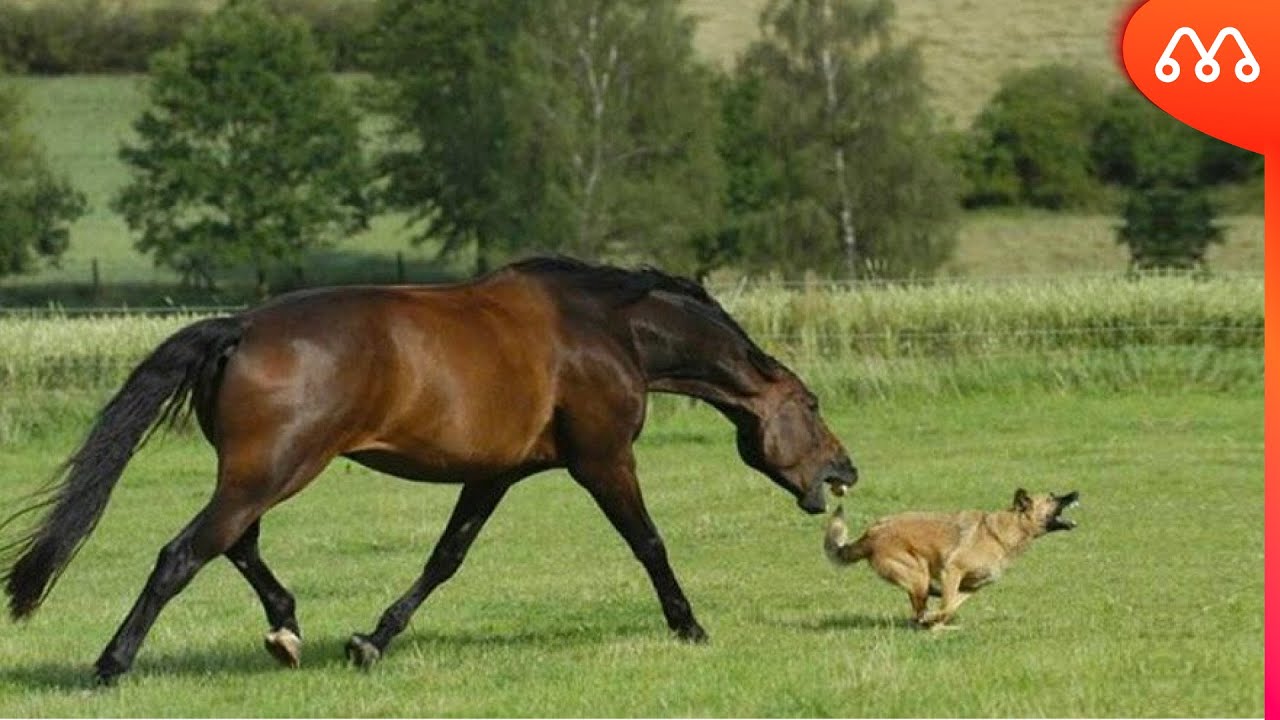 Homem e cavalo pulando uma cerca, placa 643 de &39;Animal