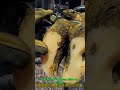 Deep Hidden Cow Hoof Infection 😱 4-Week Recovery Transformation