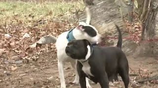 Three dogs found chained to tree on Detroit West side