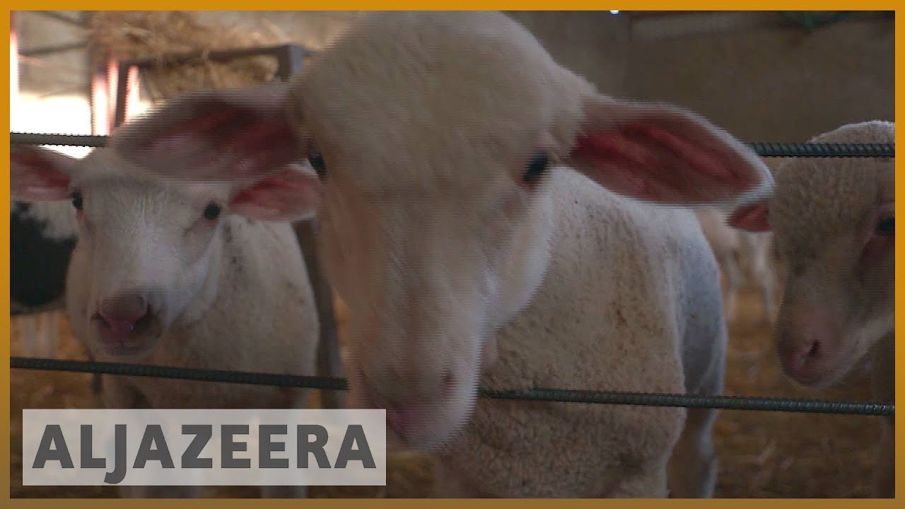 🇪🇸 كيف تمنع أساليب الرعي التقليدية في إسبانيا حرائق الغابات | الجزيرة الإنجليزية