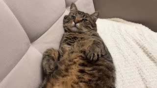Cute Tabby Makes Air Biscuits While Gently Purring