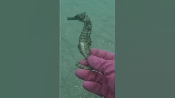 Phát Hiện Cá Ngựa Gai Siêu To Khi Lặn Biển | Cảnh 86 #lặnbiển