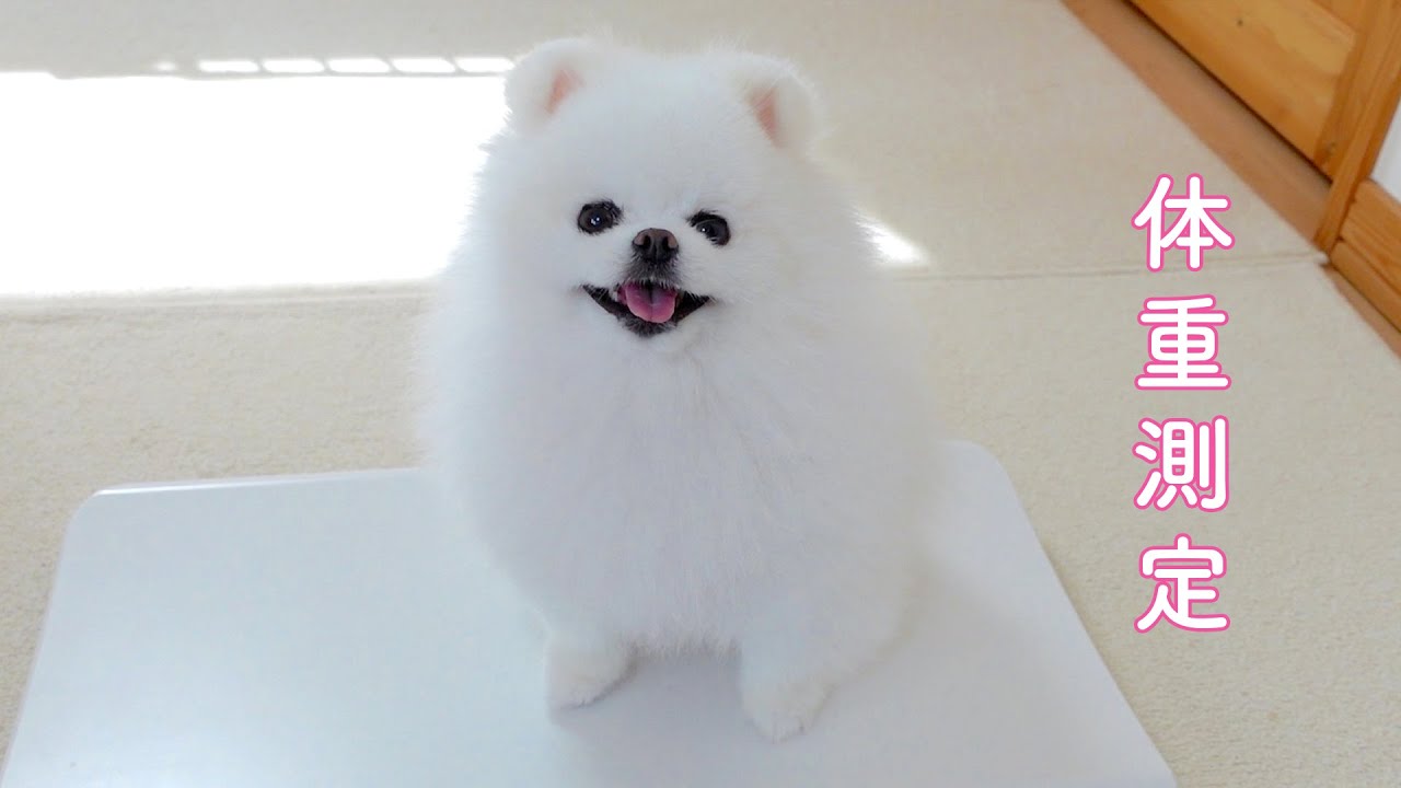 マヨの体重が増えてしまいました