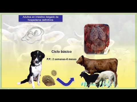 Vídeo: Una Comparación De Una Nueva Medida Resumida Basada En El Tiempo De La Salud De Las Vacas Lecheras Contra La Frecuencia Acumulativa De Enfermedades