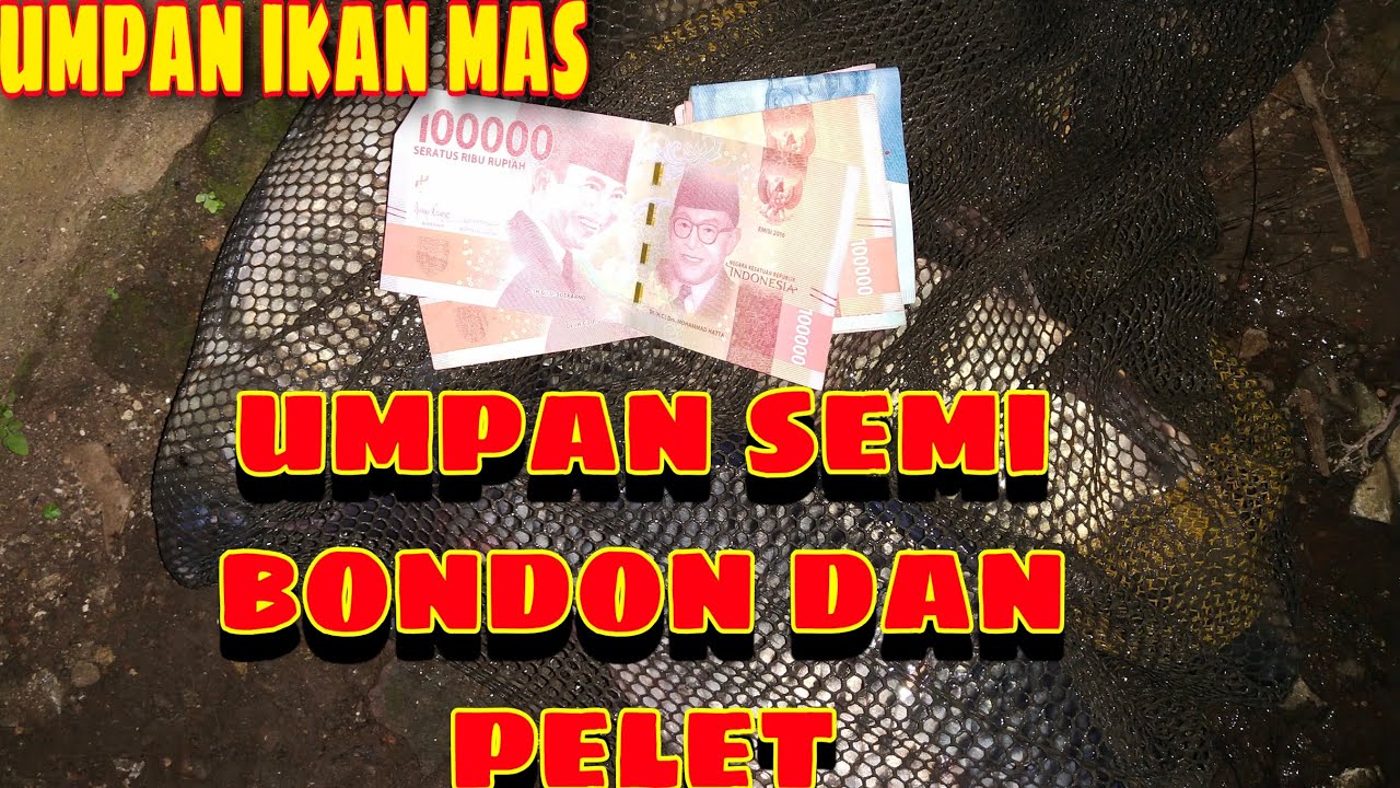 Umpan ikan mas // umpan semi bondon dan pelet // 4 ekor ikan mas babon