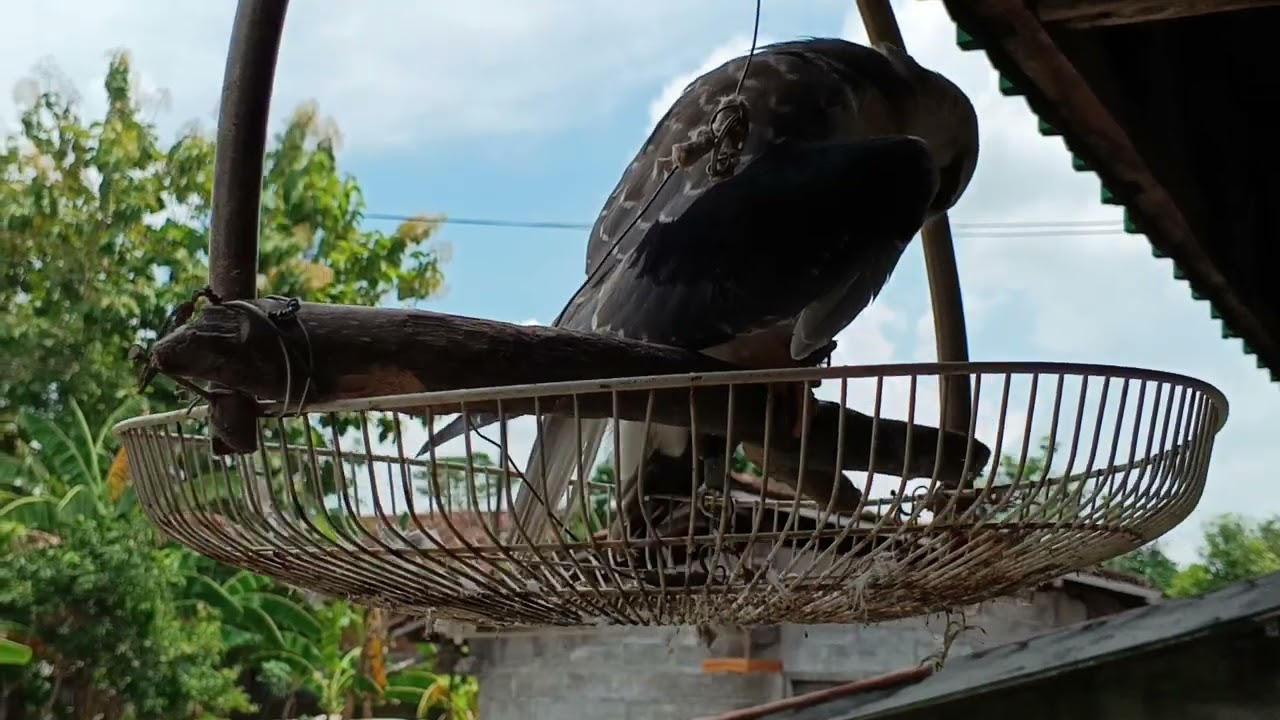 ternyata punya pacar alap-alap liar