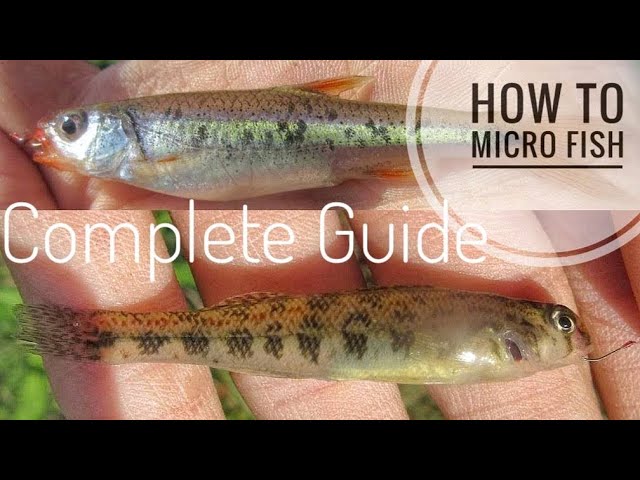 Micro Hook (Size 30) Creek Fishing Challenge 