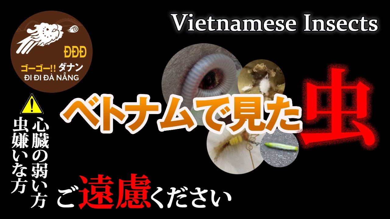 ベトナムで見た虫 Insects found in Vietnam JP/EN【ダナンチャンネル