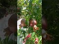 #pomgranate #homegarden #organicfarming #anaar #organicgardening #trending #organicfruit #fruits