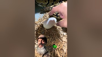 We found another egg! #molinarosnakelab #ballpython #royalpythons #diy #reptiles #babysnale #shorts