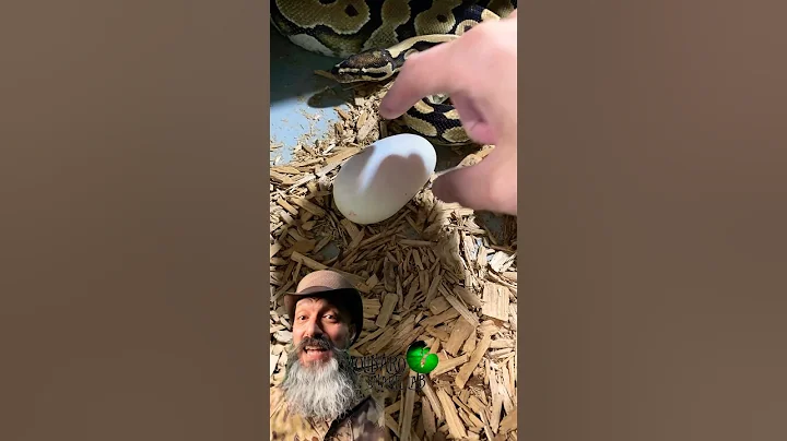 We found another egg! #molinarosnakelab #ballpython #royalpythons #diy #reptiles #babysnale #shorts