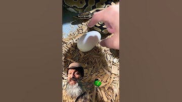 We found another egg! #molinarosnakelab #ballpython #royalpythons #diy #reptiles #babysnale #shorts