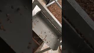 Hot Selling Almonds Separator Production Line Almond Shell Breaker Almond Nuts Sheller Machine