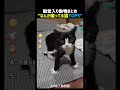 なんか喋ってる猫TOP5 🐱💬
