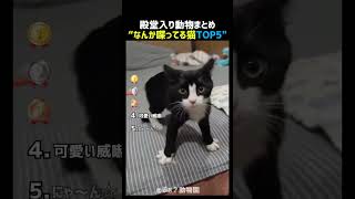 なんか喋ってる猫TOP5 🐱💬