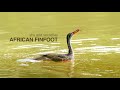 Filming one of South Africa’s most secretive birds – The African Finfoot