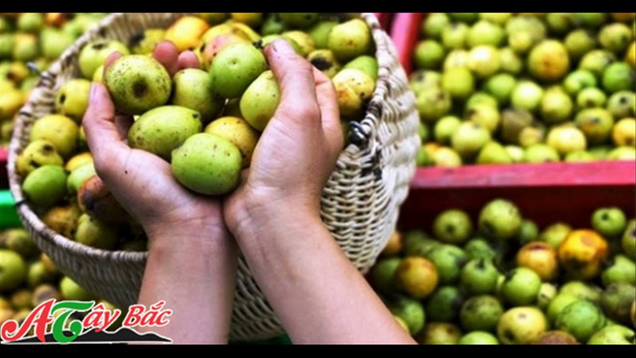 Rượu táo mèo, đặc sản hương vị núi rừng Tây Bắc - YouTube