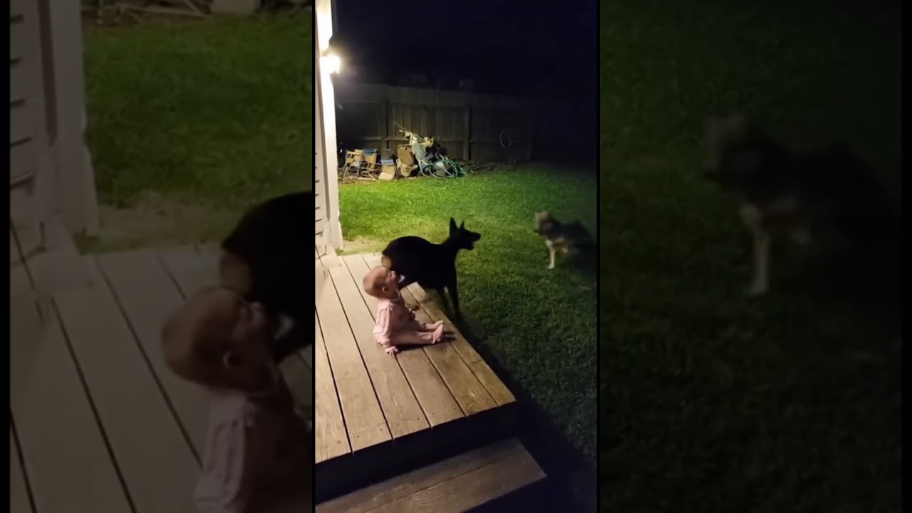 This baby owes his life to his dog