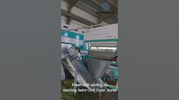 Fresh chili sorting by Henning Saint color sorter