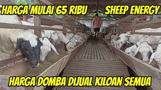 HARGA DOMBA KILOAN MULAI 65 RIBU DI PUSAT DOMBA SHEEP ENERGY NGANJUK