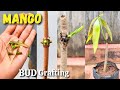 Mango bud grafting  mango grafting technique  how to graft mango tree  grafting