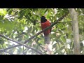 Diard,s Trogon(Harpactes diardii), adult male.