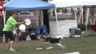 Disc Dog World Cup 2010 Highlights - DogChannel.com