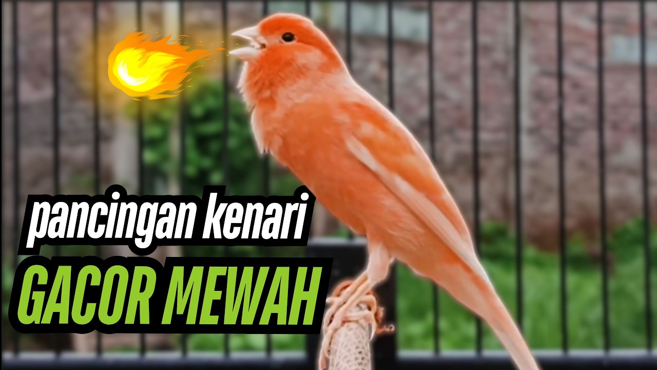 PANCINGAN KENARI GACOR CUIT CUIT COCOK UNTUK MASTERAN DAN TERAPI KENARI MACET BUNYI AGAR GACOR 010