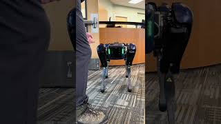 Innovation in Action: Using Robotic Dogs to Mitigate Airport Wildlife Hazards (Alaska) #shorts