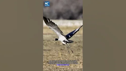 Black-necked cranes flock to wetlands in China's Tibet