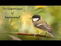 Bird Photography Tips and Tricks | Importance of Background