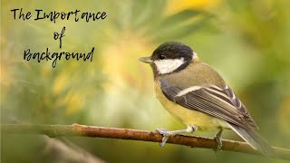 Bird Photography Tips and Tricks | Importance of Background