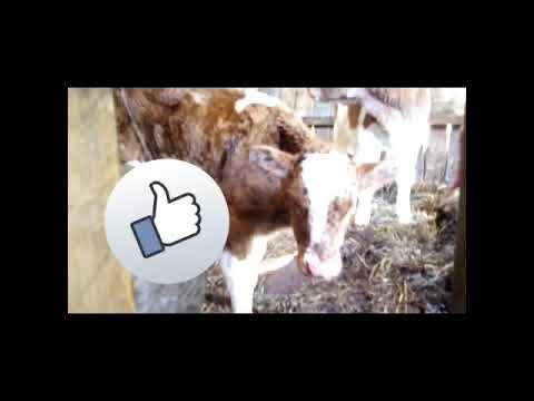 ПОНОС У ТЕЛЕНКа КАК ПОМОЧЬ\ЭЛЕКТРОЛИТ ОТ ПОНОСА ДЛЯ ТЕЛЯТ\ДЕРЕВЕНСКАЯ ...