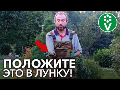 СУПЕР-СПОСОБ ПОСАДКИ КЛУБНИКИ ОСЕНЬЮ. Собирайте урожай ВЕДРАМИ!