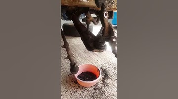 Mustang 69 rack and pinion swap and front Brakes