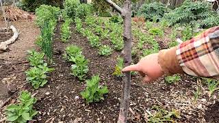 If You See This Growing Around The Base Of Your Fruit Tree Do This ASAP! by Plant Abundance 12,443 views 1 year ago 3 minutes, 58 seconds