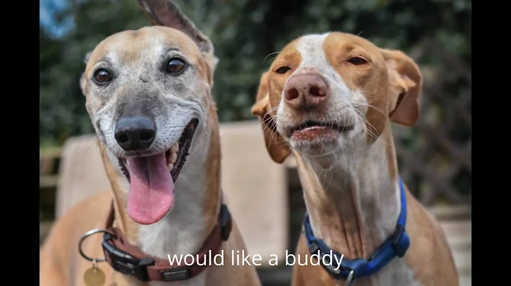 Adopt a podenco in Ireland Christmas 2016