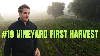 FIRST HARVEST for the VINEYARD, 2025 vintage a MAJOR MILESTONE! 