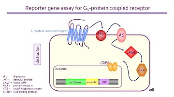 What is a reporter gene assay and how does it work?