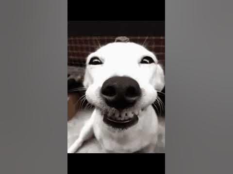 собака улыбака - YouTube