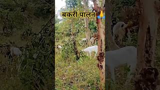 बकरी पालन सर्वात चांगला  व्यवसाय